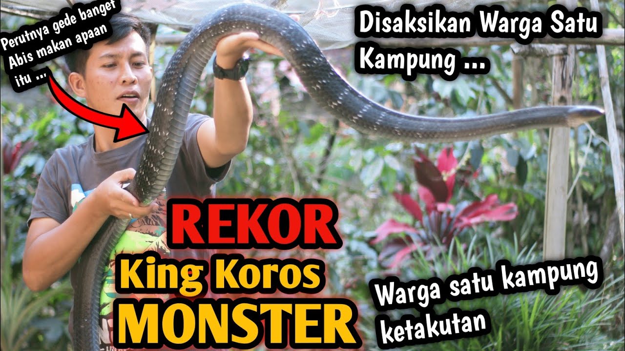 PENANGKAPAN ULAR KING KOROS RAKSASA! REKOR ULAR KING KOROS TERPANJANG DAN TERBESAR