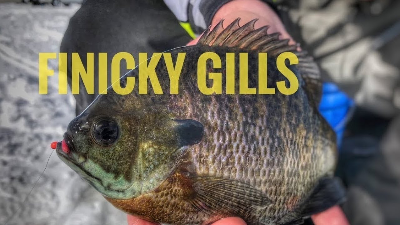 Ice Fishing Finicky BLUEGILLS Iowa Lake Okoboji 