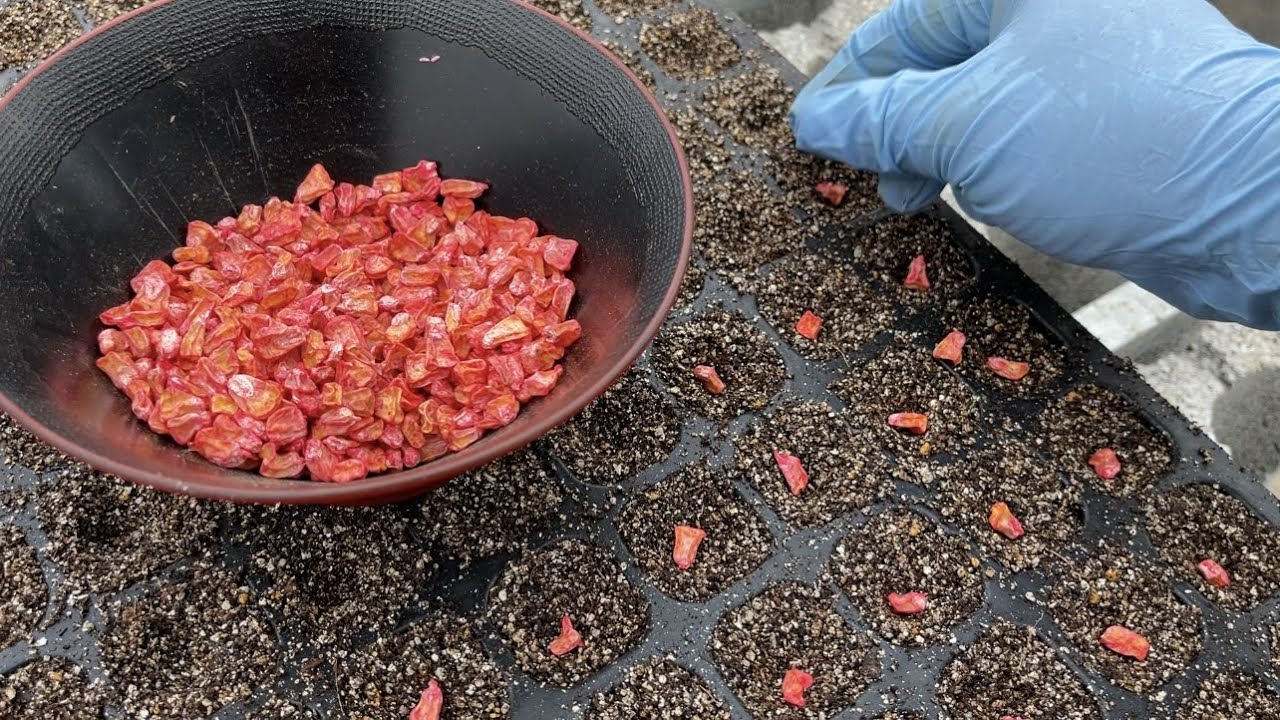 【トウモロコシ栽培】耕作放棄地で野菜を育てる時期をずらして稼ぐ次世代型農業　21/7/14