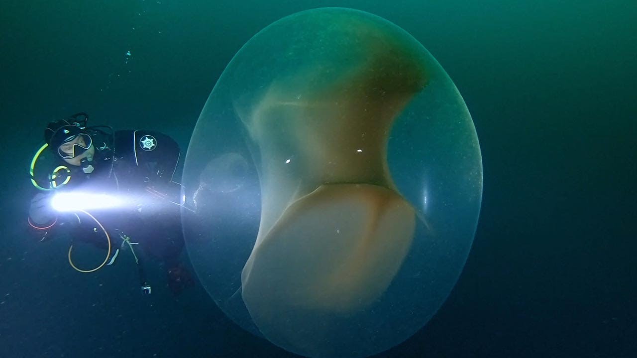 Swimming Next To Giant Squid Egg
