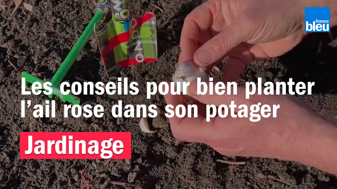 Les conseils pour bien plantez de l'ail rose au printemps