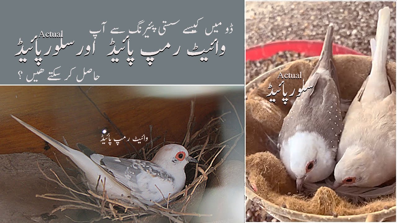 How to Produce Actual Pied Silver Diamond Dove & Pied White Rump DD ( Urdu Language )