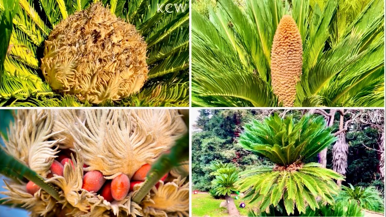 🔴Sago Palm Tree (Cycas Revoluta)｜Different Between Male and Female Sago Palm