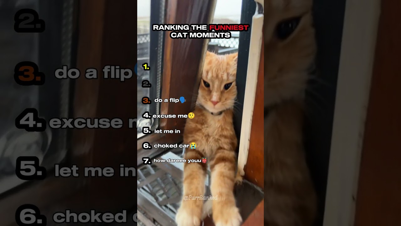 Ranking the Funniest Cat Moments Part 3