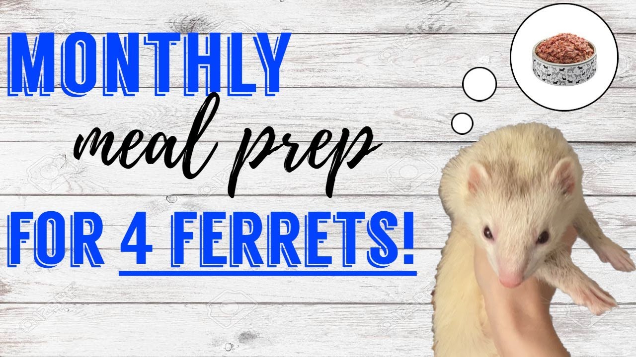 Monthly Meal Prep RAW FOR 4 FERRETS! (OUTDATED) | Pazuandfriends