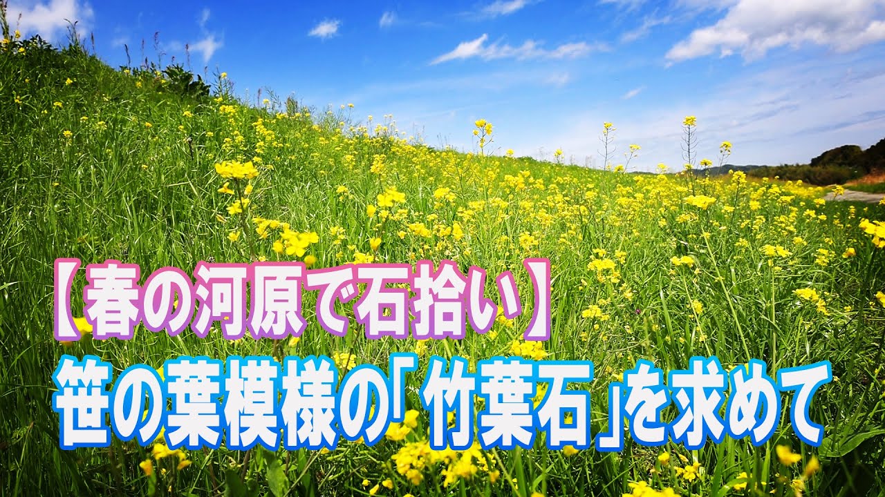 春の河原で石拾い～竹葉石を求めて～