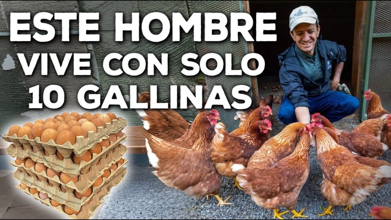 Las 6 peores decisiones al criar Gallinas Ponedoras que arruinan tu negocio La mayoría PIERDE DINERO
