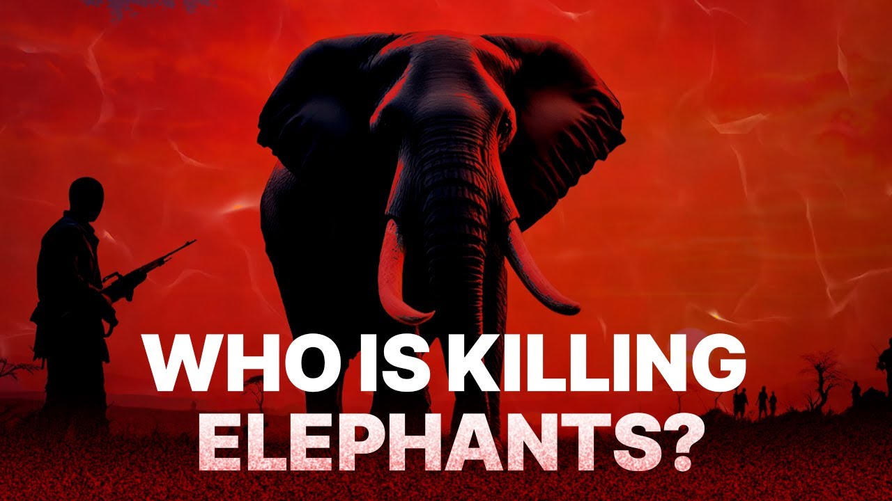 Why Zimbabwe&rsquo;s Elephant Culling Plan Is Failing