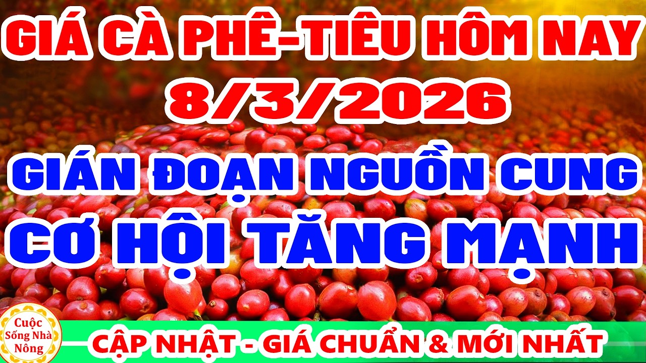 Gi&aacute; c&agrave; ph&ecirc; h&ocirc;m nay ng&agrave;y 8/3/2026 | gi&aacute;n đoạn cung CƠ HỘI TĂNG MẠNH - gi&aacute; ti&ecirc;u h&ocirc;m nay