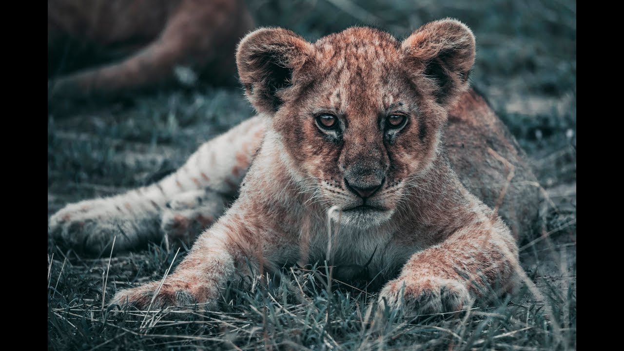 MAASAI MARA TRAVEL VLOG || ASHNIL CAMP || SHARON MACHIRA