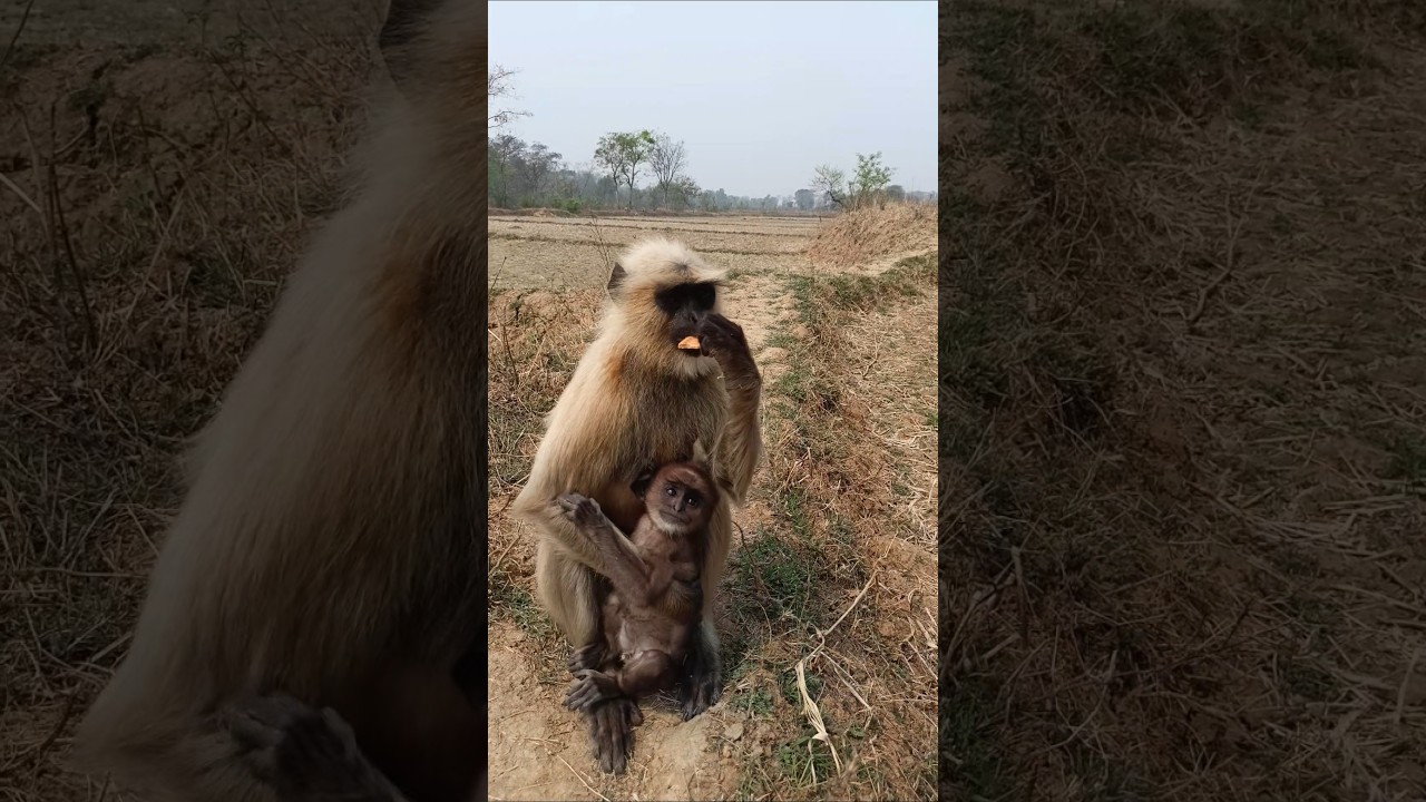 Cute Baby Monkey Eating with Mother | Emotional Monkey Family Moment 🐒❤️