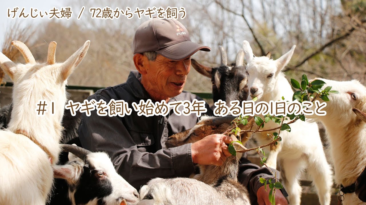 【75歳ヤギ飼い】初めての動画投稿　趣味で手作りヤギ牧場を作ってもうすぐ3年「3月のある日の一日のこと」Senior life after starting to keep a goat シニアライフ