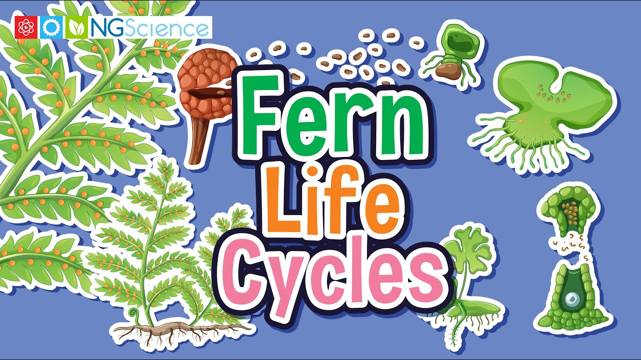 Fern Life Cycles
