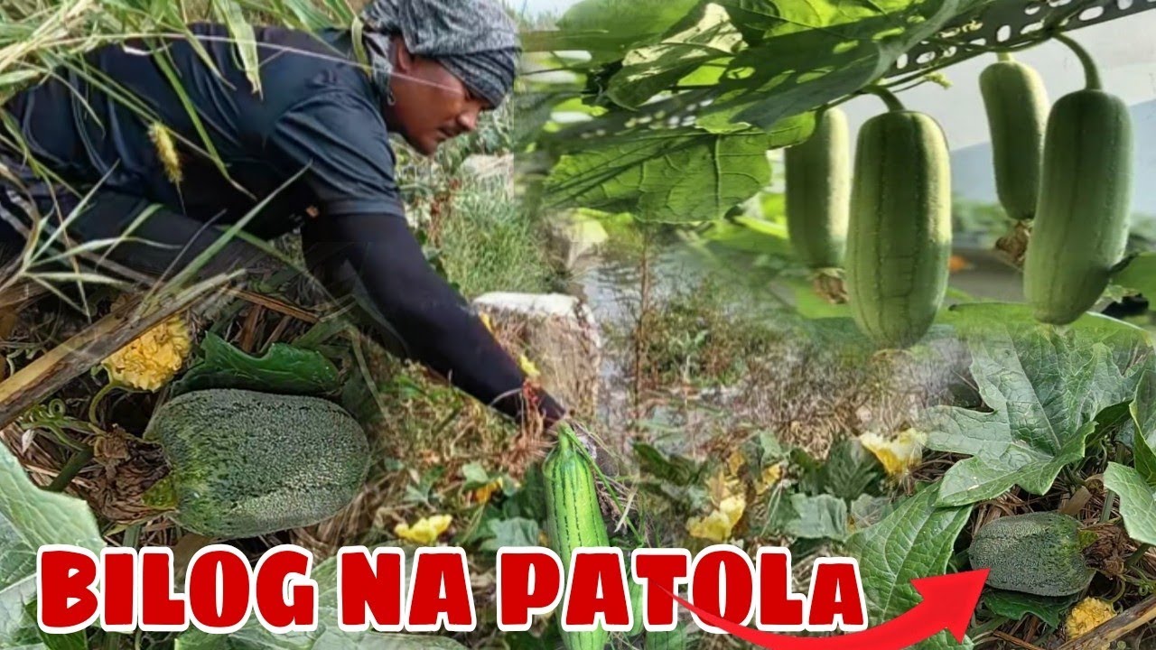 Kakaibang Hugis Na Patola ,Bigla Ko Natagpuan Sa Bangin Na Ilog Ng Taiwan Kapal Ng Isda