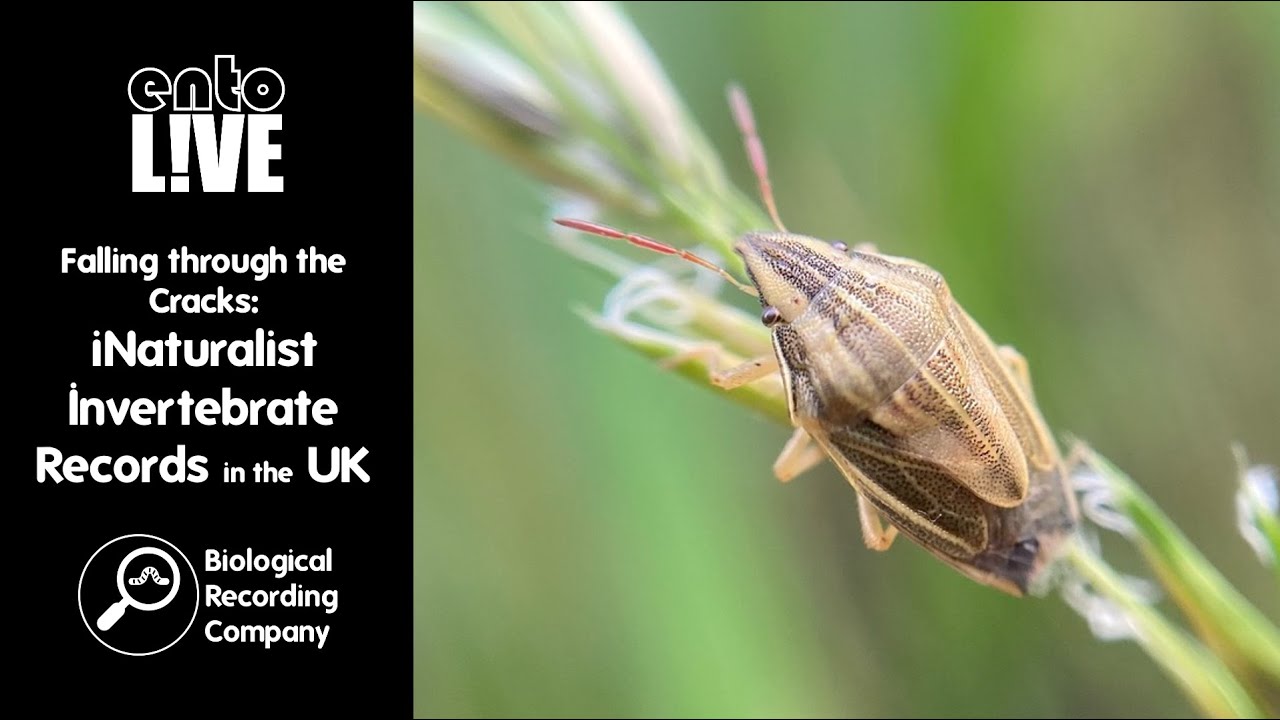 Falling through the Cracks: iNaturalist Invertebrate Records in the UK