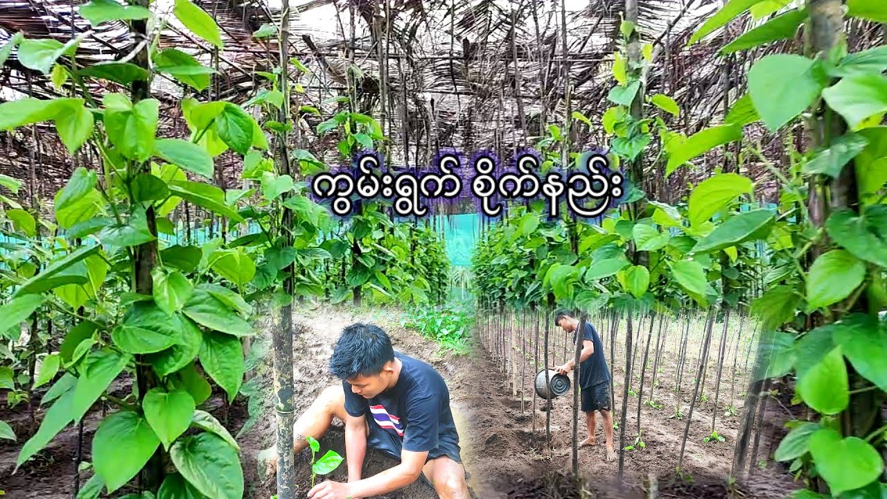 ကွမ်းအသစ် ပြန်စိုက်မယ် လာတောင်းဆိုတဲ့ သူငယ်ချင်းများ နာမလာရင် လာမေးလို့ရတယ် ဝါသနာပါရင်ပေါ့🤝