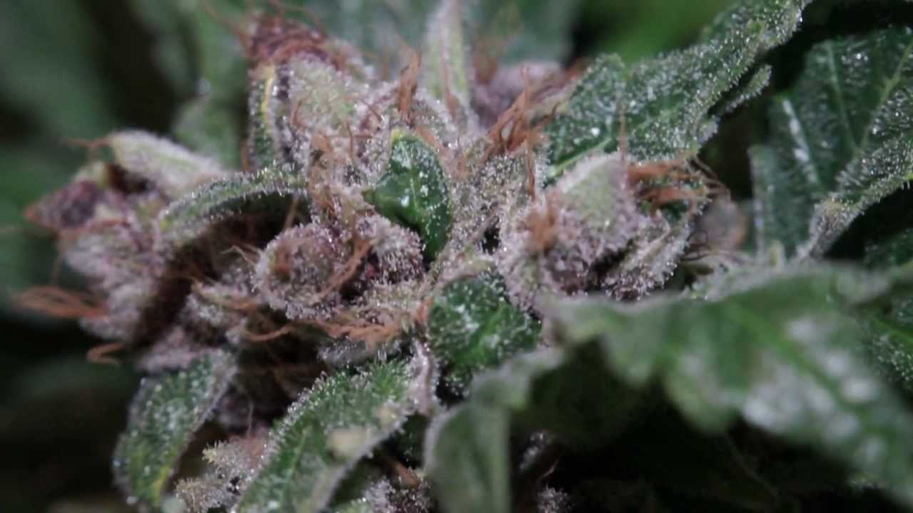 VaderVision E:20 - Devils Tear Harvest