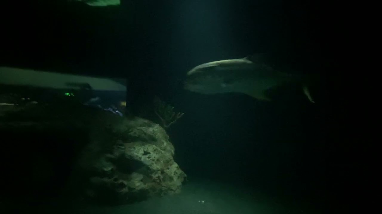 Sharks at the National Aquarium in Baltimore March 8 2026
