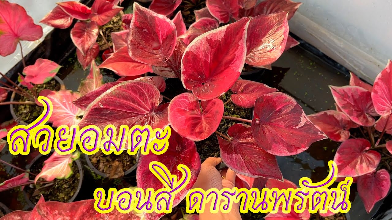 อัพเดตบอนสีสวยๆ พาชมแม่พันธุ์บอนสี ดารานพรัตน์ บัวสวรรค์ เพชรจรัสแสง#caladium #บอนสี#บอนสีตัวเทพ