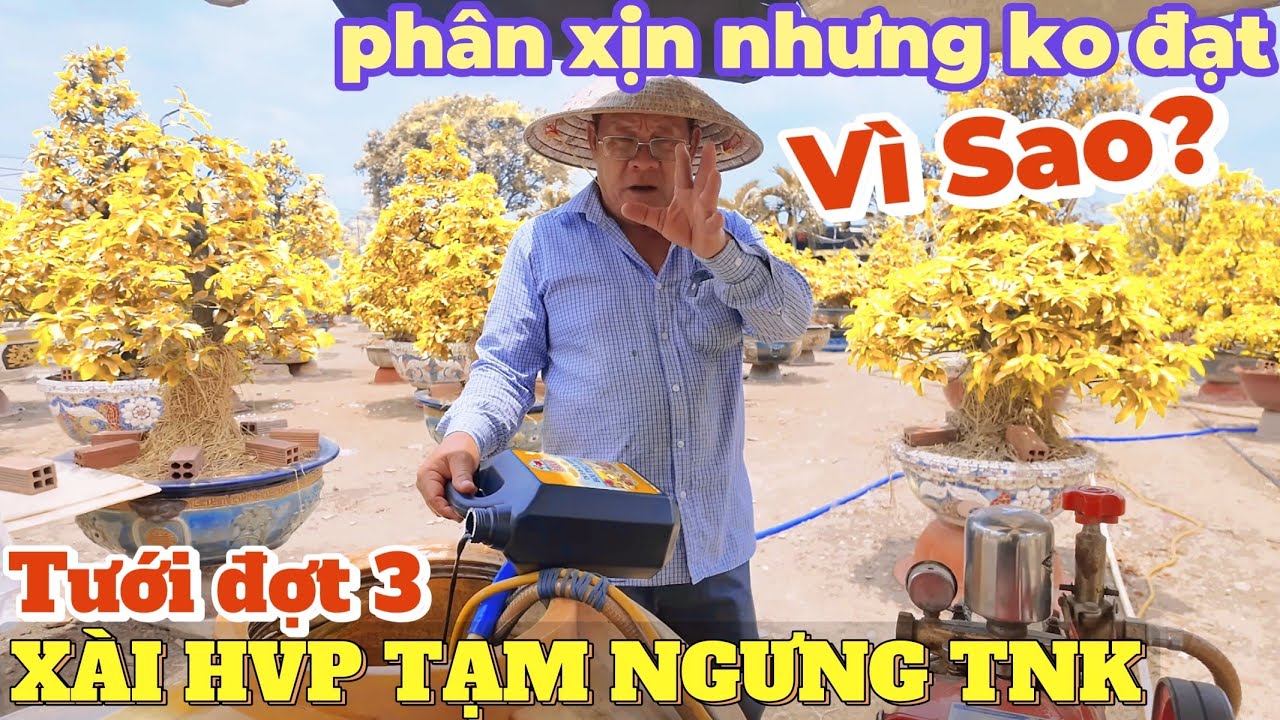 Vì sao tưới mai vàng toàn phân nhập nhưng ko hiệu quả? Út Đực đi phân đợt 3 HVP tạm ngưng Thổ Nhĩ Kỳ