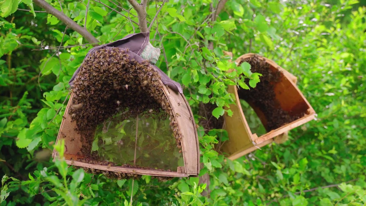 All Day Pest Control | Emergency Pest Control Services