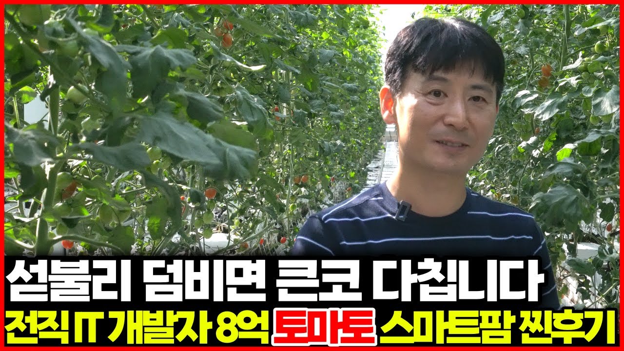 섣불리 덤비면 큰코👃 다칩니다. 전직 IT 💻개발자  💲8억 토마토🍅 스마트팜 찐후기