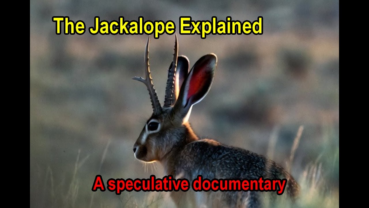 The Jackalope: A Cryptid That Learned How to Stay Unseen