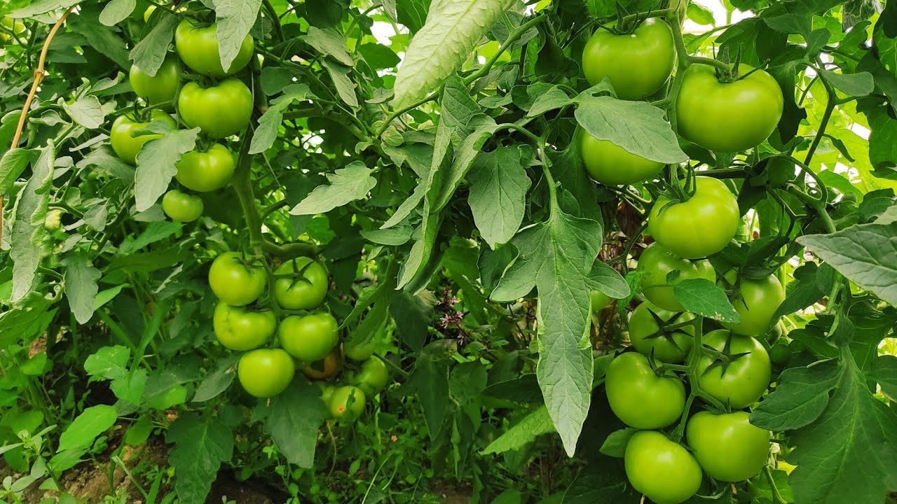 Çiçek Açana Kadar Sulama ve Tuta Çözümü