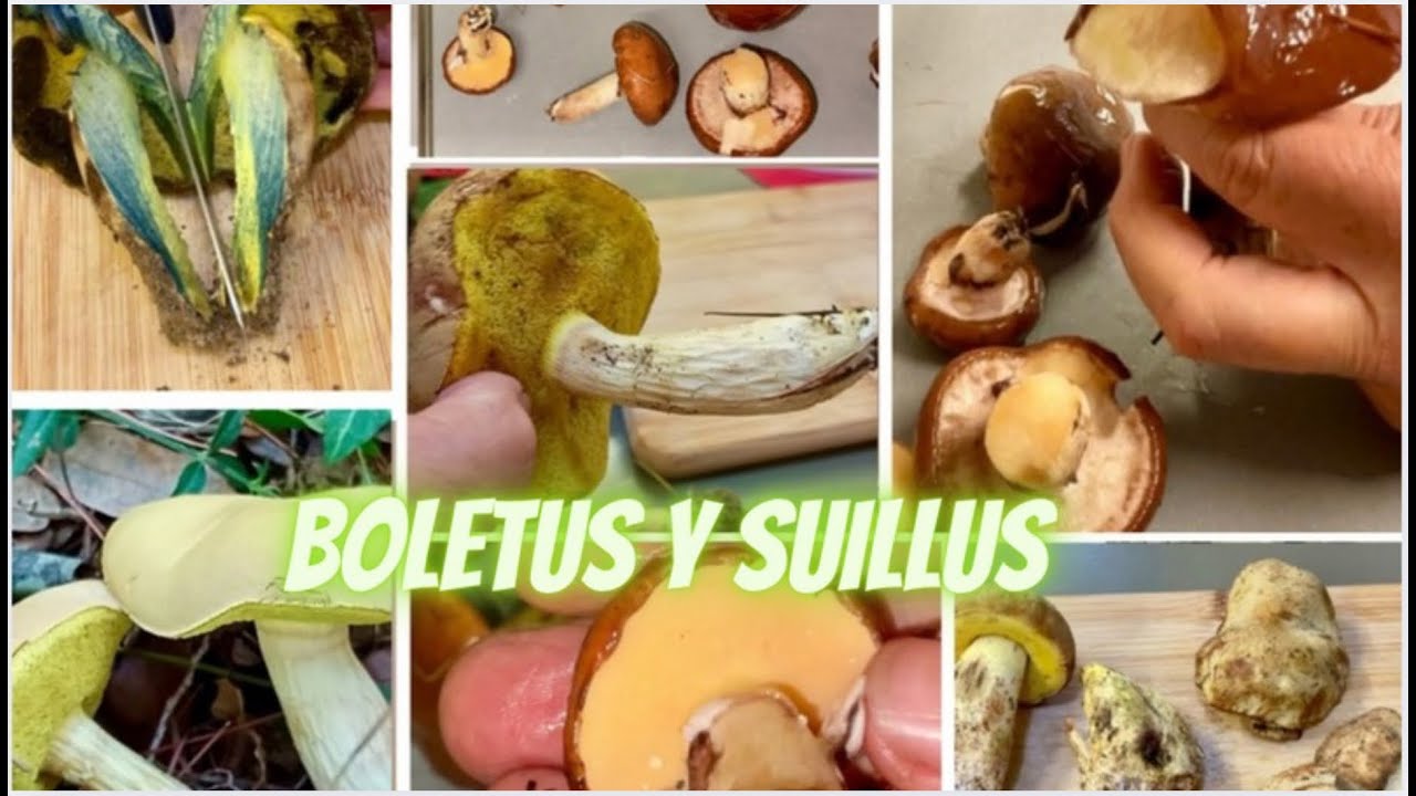 Boletus y Suillus, reconocerlos y cocinarlos.