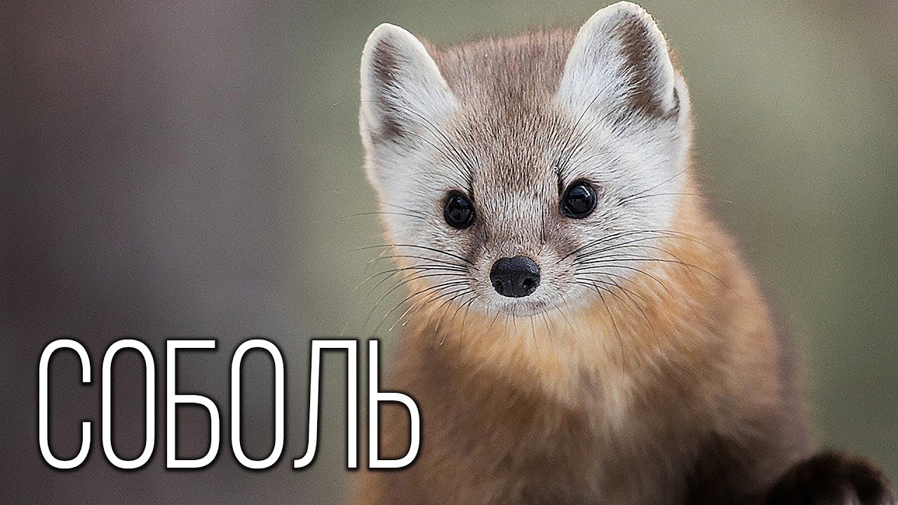 Соболь: Пушистый Хищник Тайги | Интересные факты про соболя