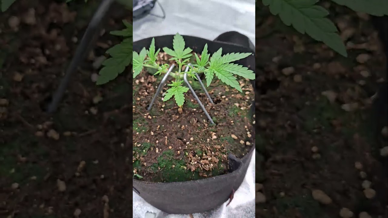 Everything Moved to The Big Tent for Main Veg and Flowering FASTBUDS #cannabiseducation