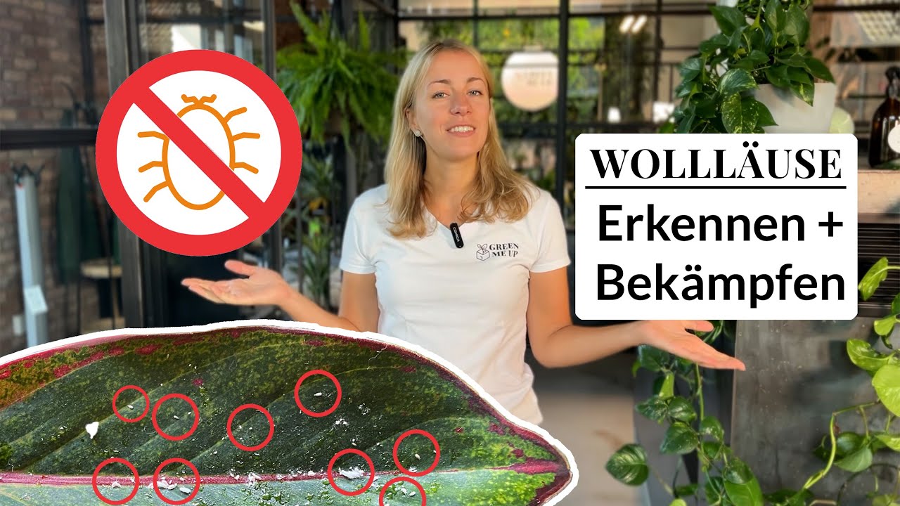 Wollläuse/Schmierläuse an Zimmerpflanzen: Erkennen, loswerden & langfristig bekämpfen: Expertentipps