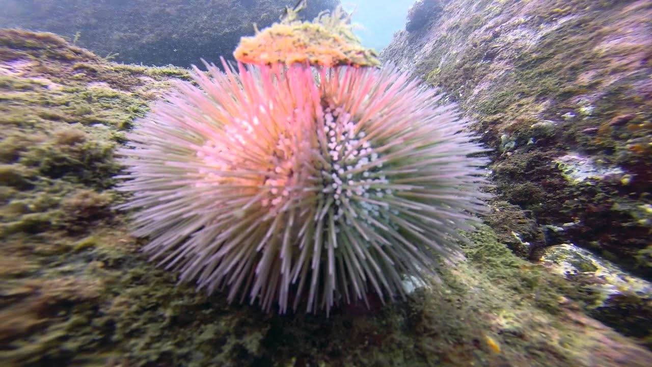 Scuba Diving In Ubatuba