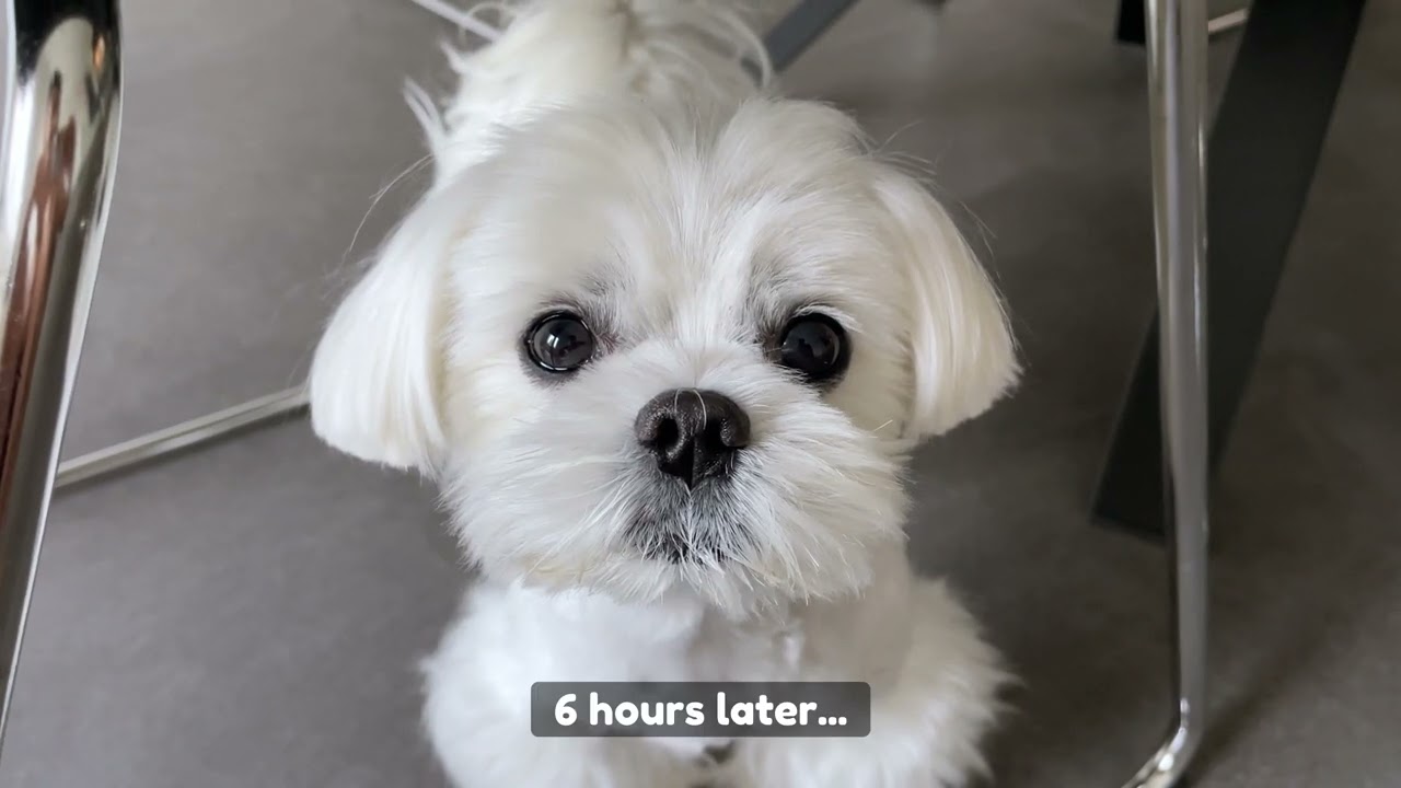 MALTESE DOGS' EMOTIONAL REACTION WHEN OWNER LEAVES... 😢