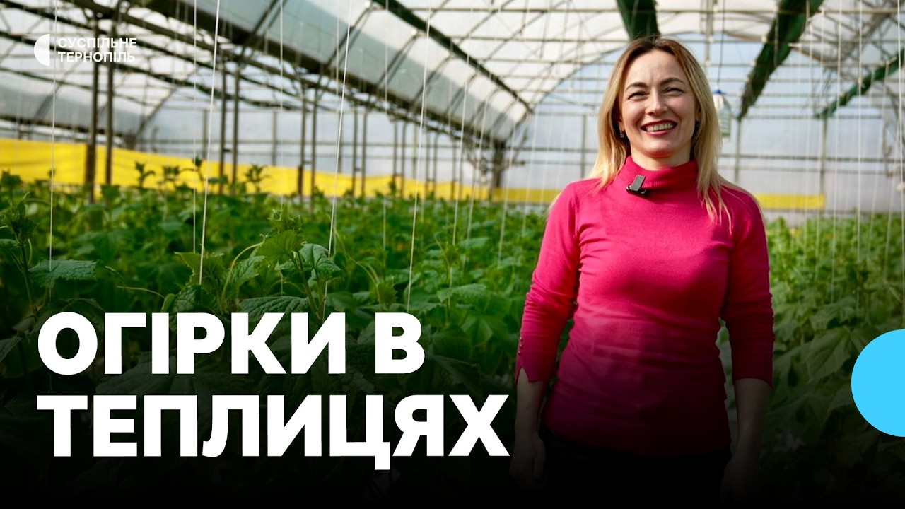 Сезон тепличних огірків: вирощування, ціни та труднощі бізнесу