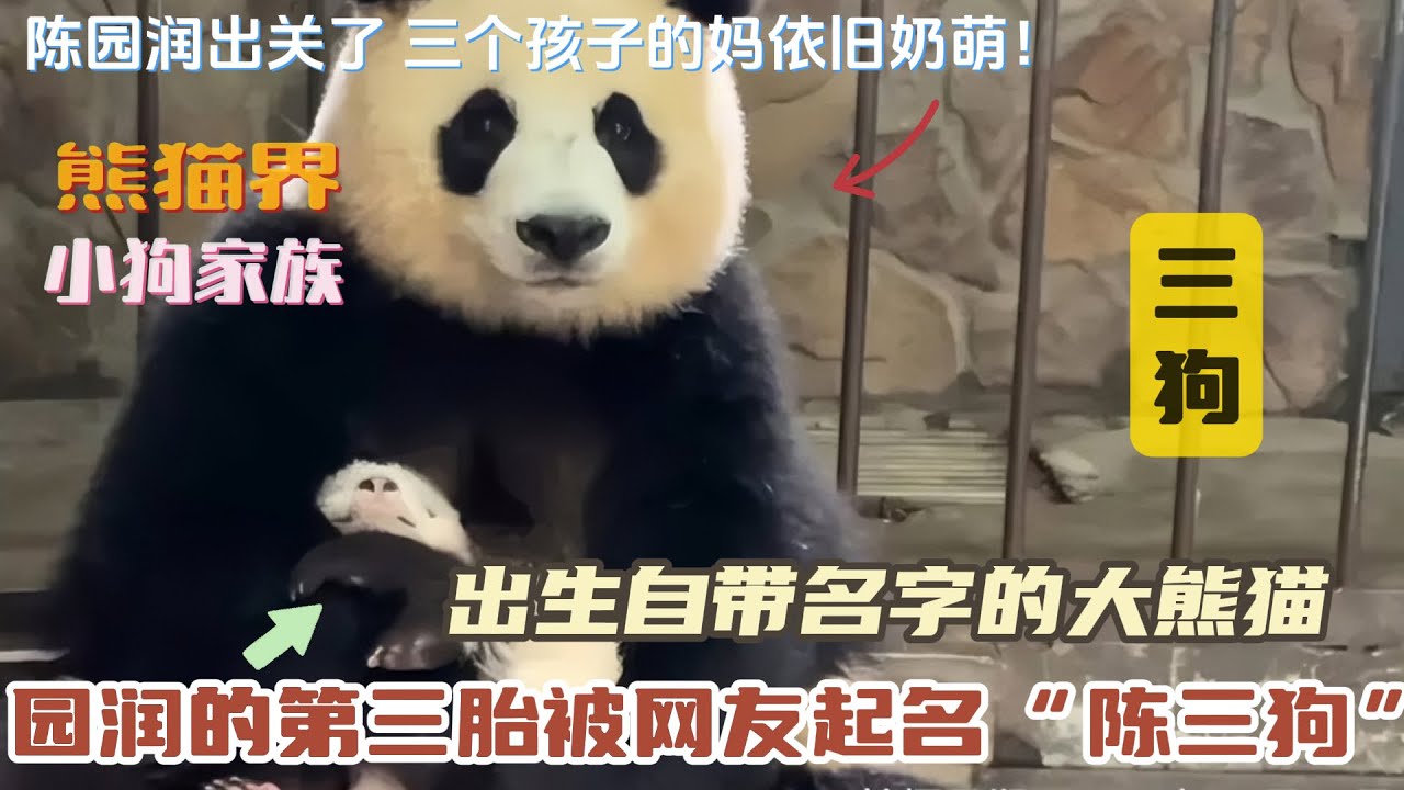 『三狗』出生自带名字的大熊猫，园润的第三胎被网友起名“陈三狗”