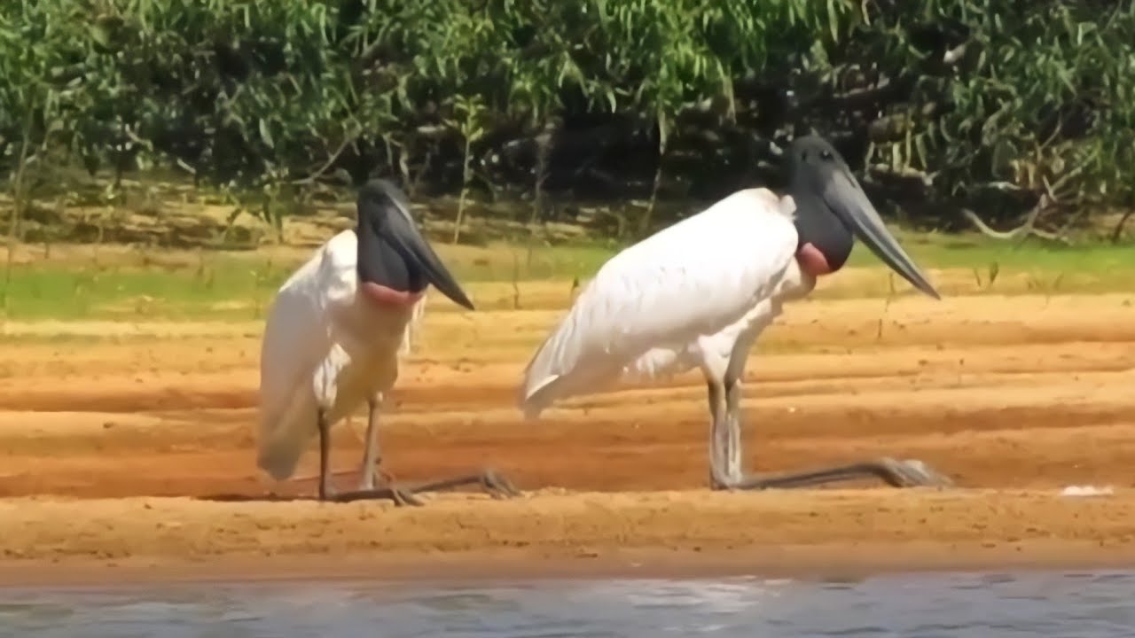 TUIUI&Uacute; : AVE S&Iacute;MBOLO DO PANTANAL