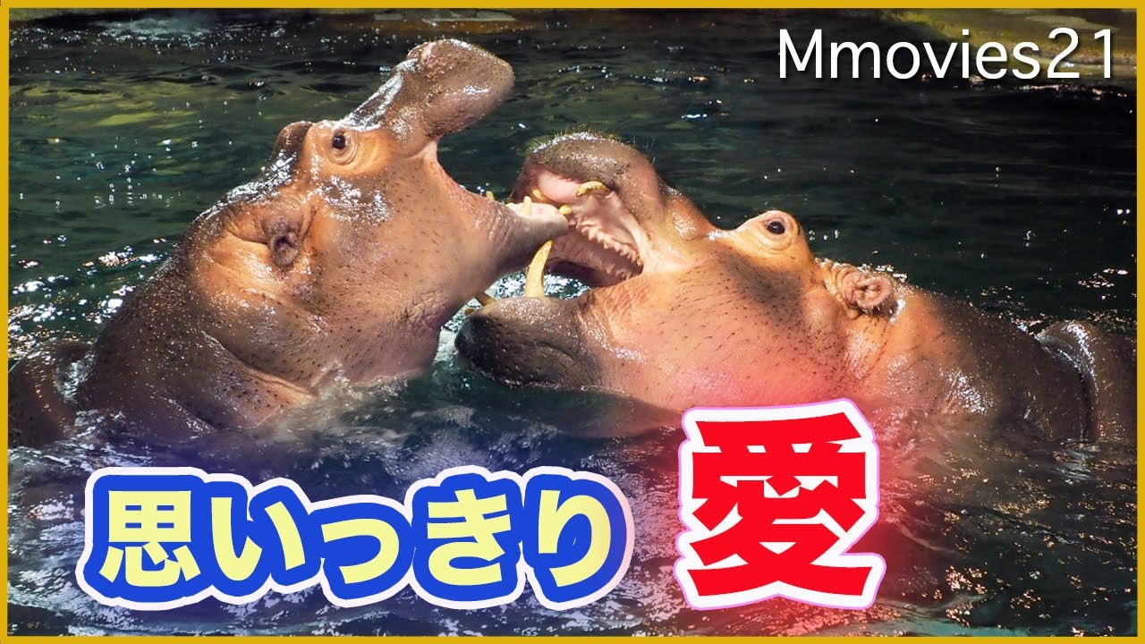 肉弾戦のようにじゃれ合う【カバ親子】凪子は大きくなりました