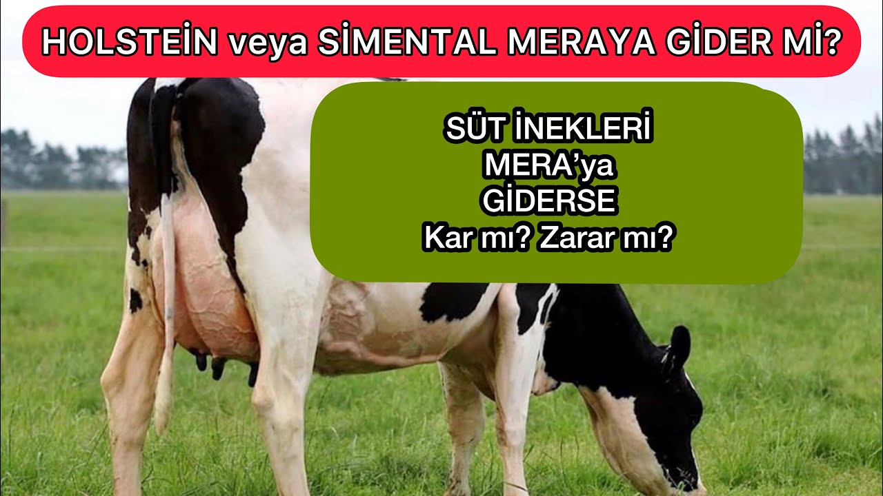 YÜKSEK VERİMLİ SÜT İNEKLERİ İçin MERA’da OTLAMAK KAR mı? ZARAR mı? #sütineği #sütçüinek #mera