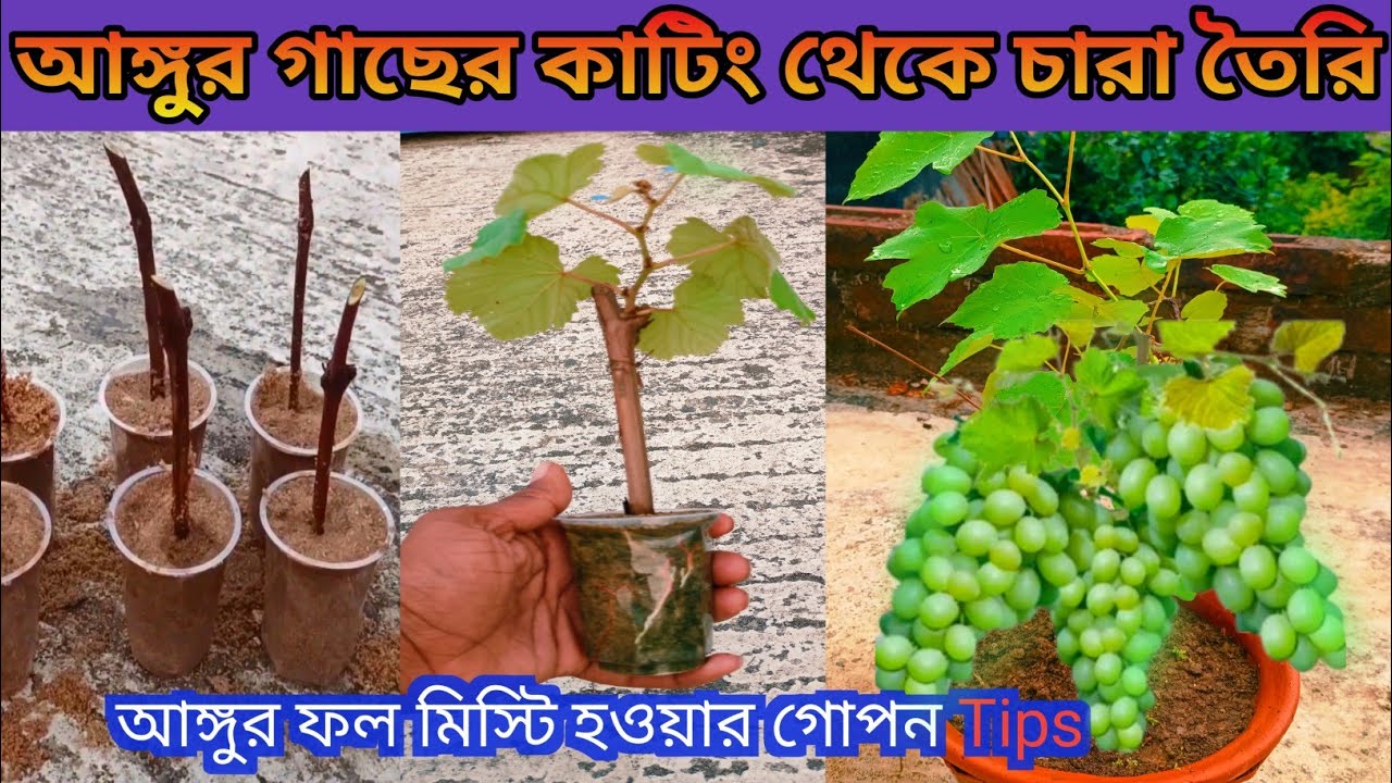 আঙ্গুর গাছের লতা থেকে চারা তৈরি করার গোপন রহস্য /Secret to making seedlings from grapes cuttings.
