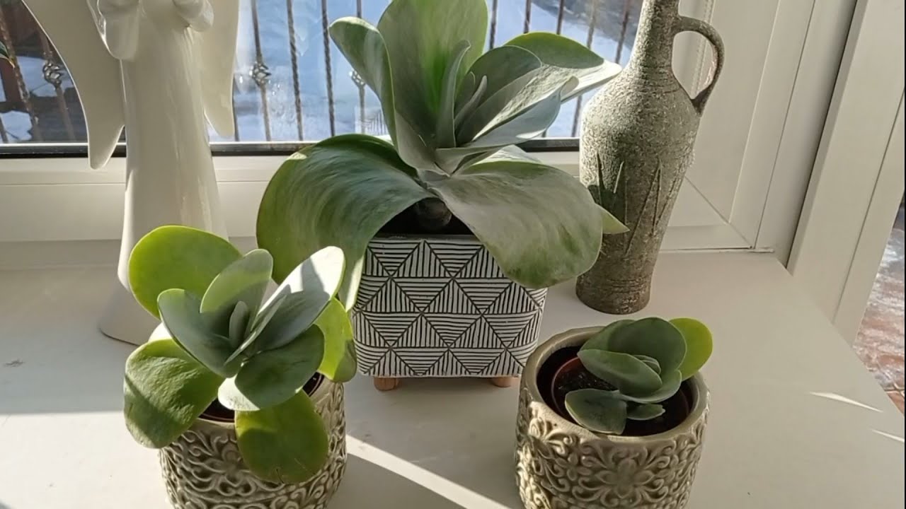 Pielęgnacja i rozmnażanie roślin domowych odc. 1 | Kalanchoe wiechowate 🍀💚