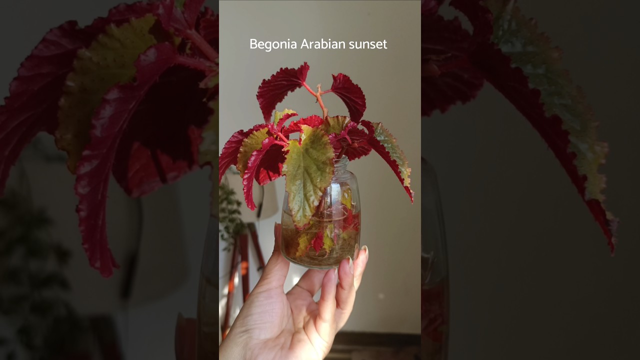 Water Plants that shine in sunshine 