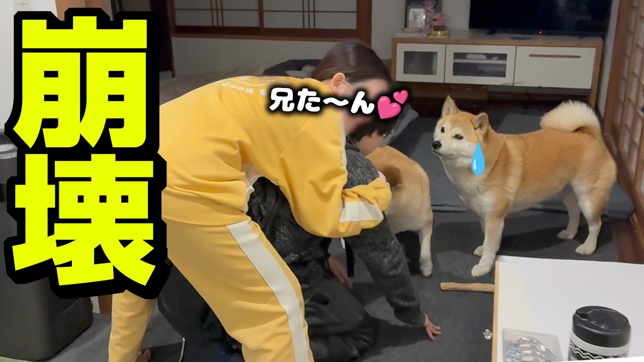 1ヶ月ぶりに兄と再会し壊れる妹ハラにドン引きする柴犬
