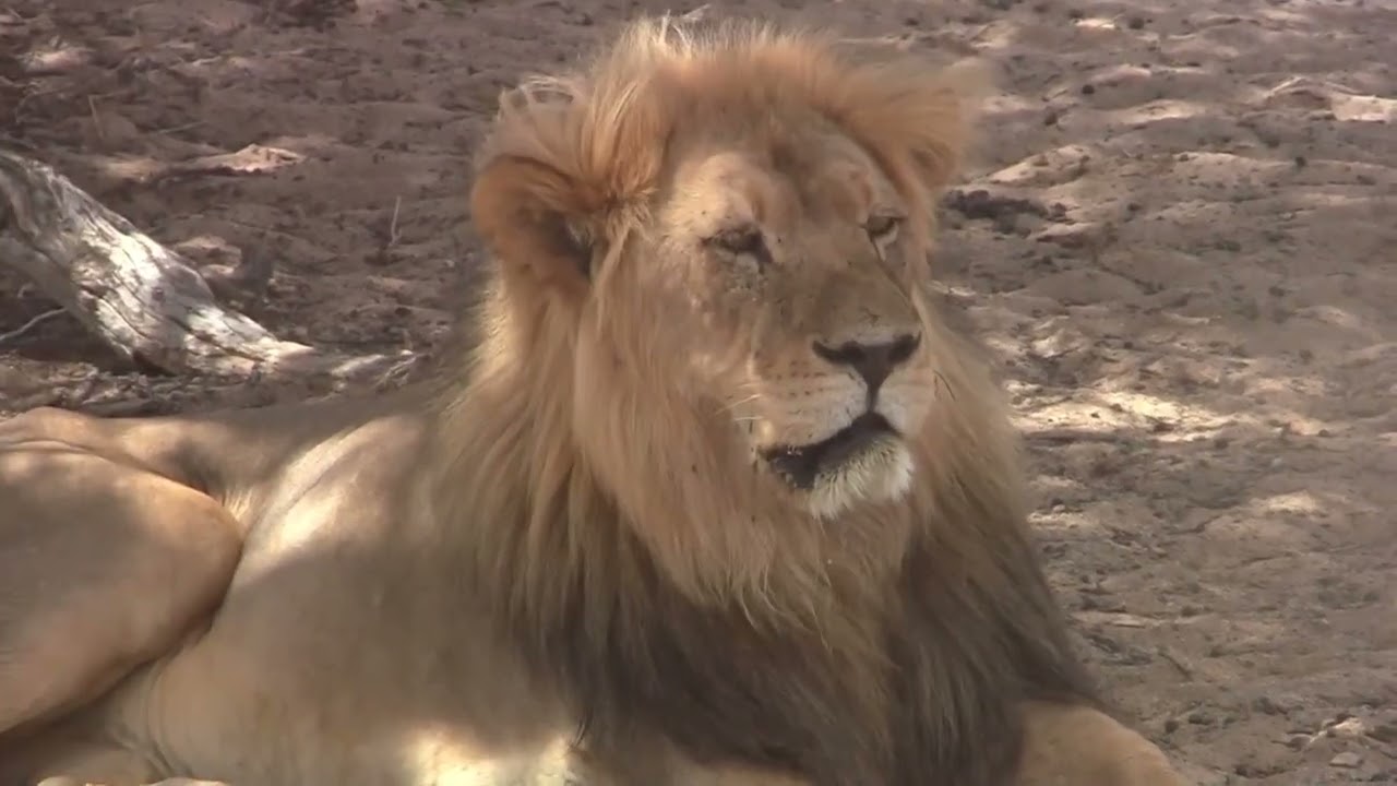 2013-za video clip 40 kgalagadi tfp 09 movie
