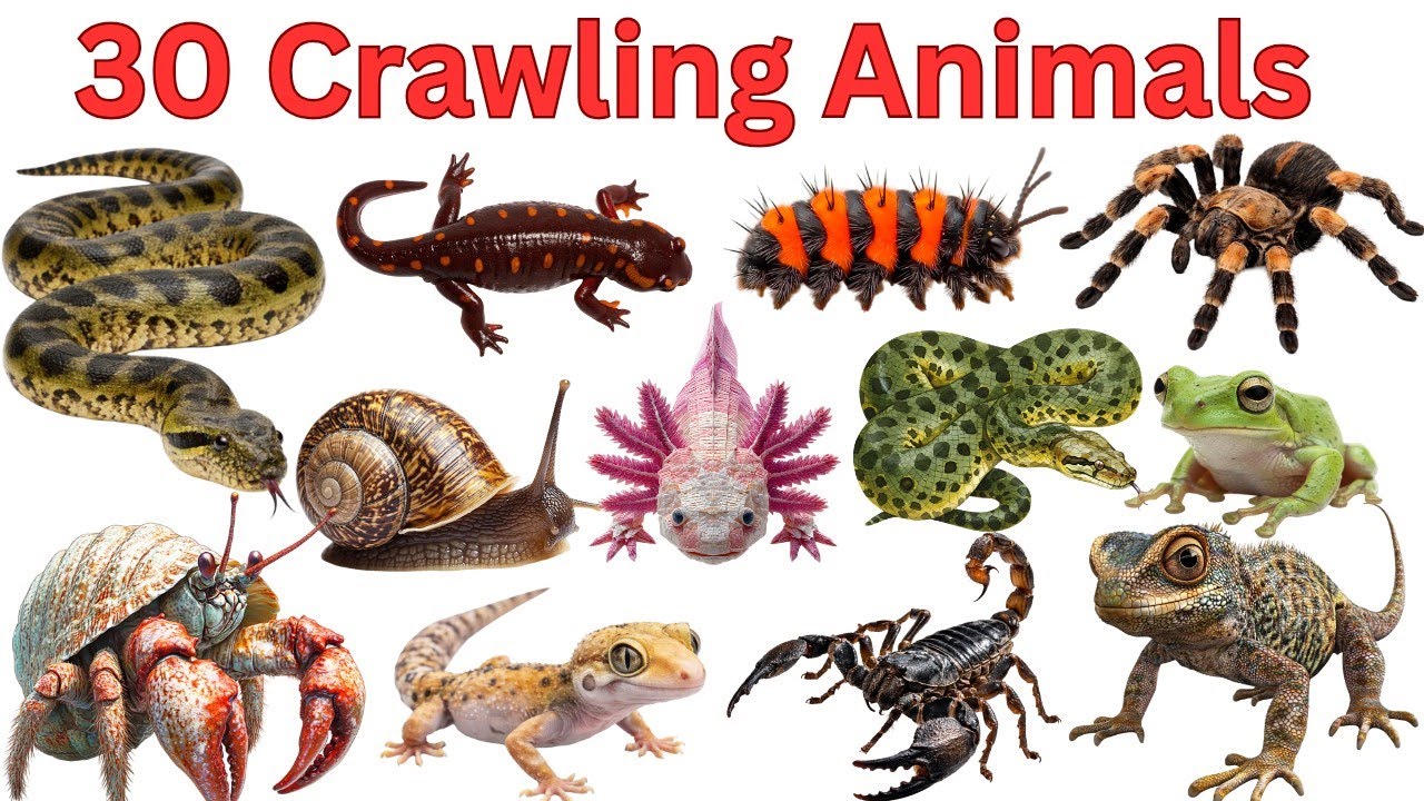  30 Crawling Animals for Kids | रेंगने वाले जीवों के नाम | Hindi & English Learning Video