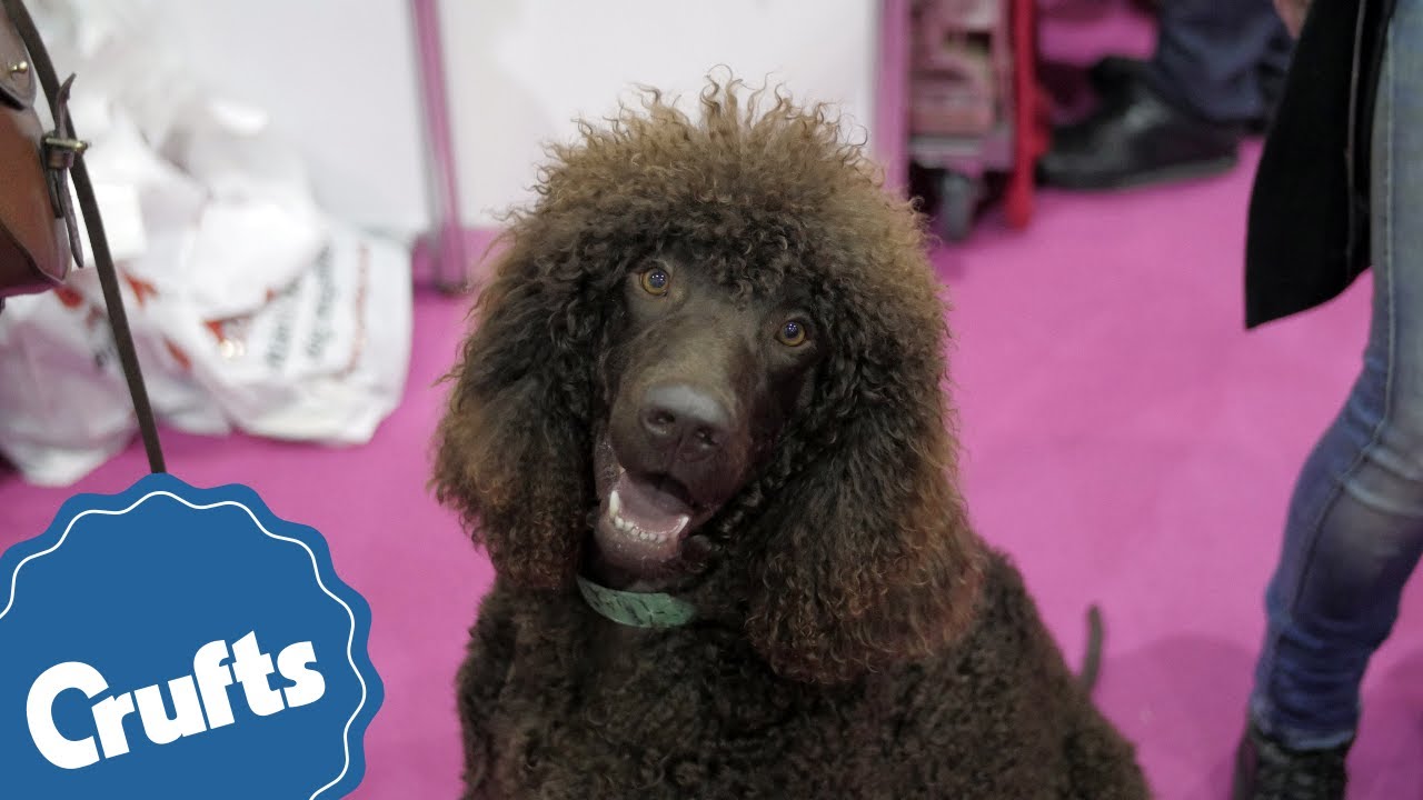 Which dog breed is right for you? Find out at Discover Dogs 2017!