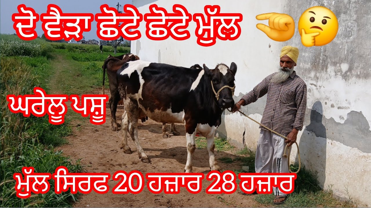 ਫੋਨ 9041756091 ਬਿਲਕੁਲ ਜਾਇਜ਼ ਮੁੱਲ ਘਰੇਲੂ ਦੋ ਵੈੜਾ ਉਡਦੀਆਂ ਵਾਲੇ ਰੇਟ //cow for sale /cheema dairy farm 
