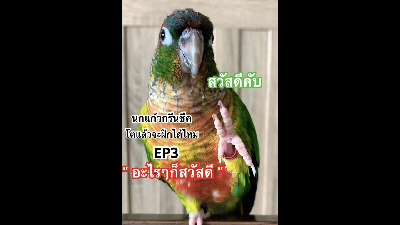 นกแก้วกรีนชีค โตแล้วจะฝึกได้ไหม EP3 #Sora #โซระ