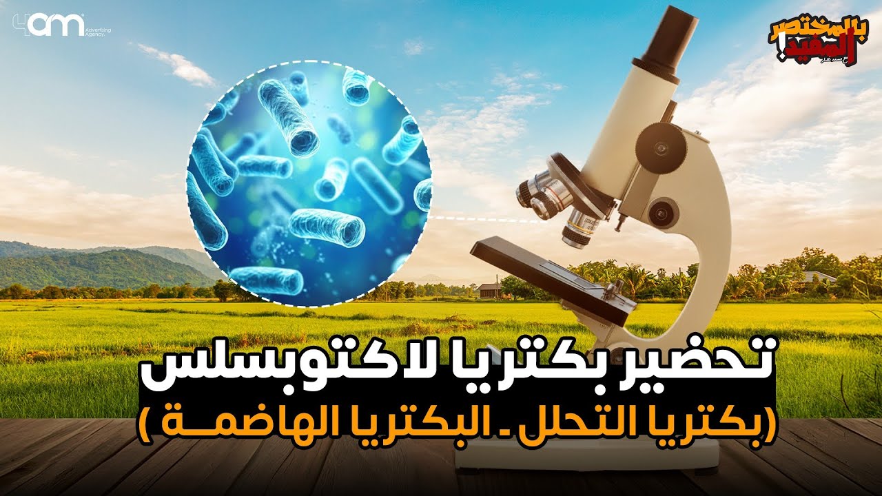 طريقة تحضير بكتريا التحلل ( لاكتوبسلس ) - البكتريا الهاضمة