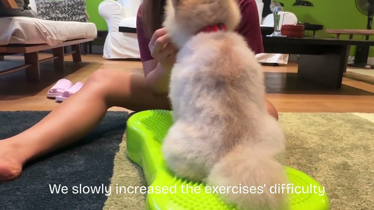 Calvin's rehab journey after IVDD surgery